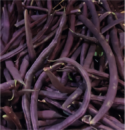 haricot violet haricot violet