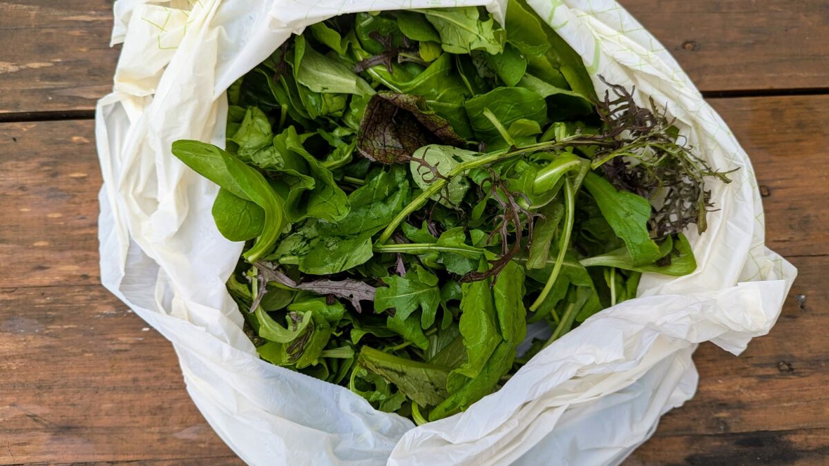 Mesclun - roquette- moutarde japonaise- mâche