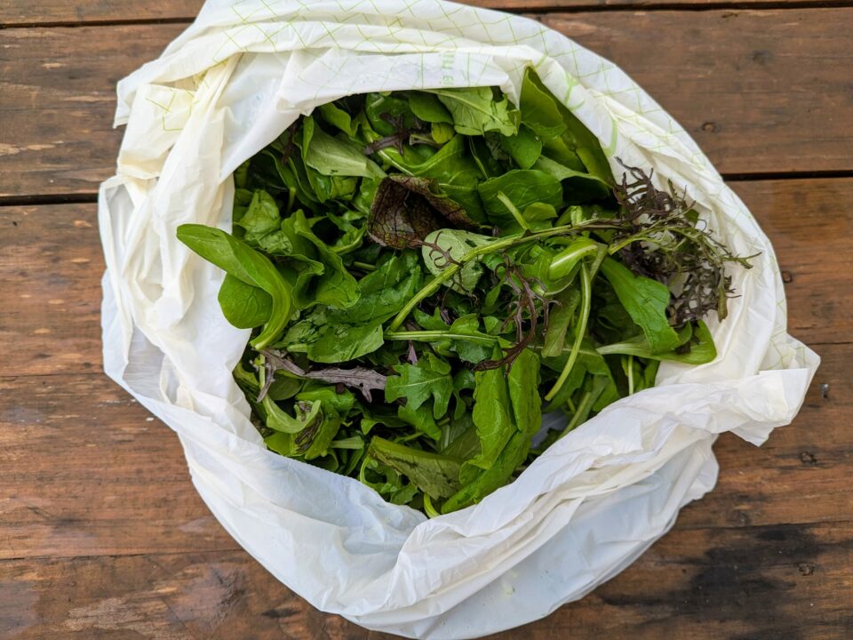 Mesclun - roquette- moutarde japonaise- mâche