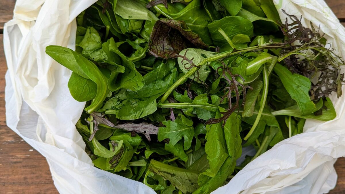 Mesclun - roquette- moutarde japonaise- mâche