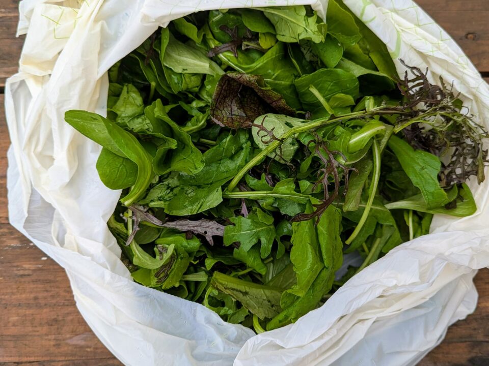 Mesclun - roquette- moutarde japonaise- mâche