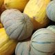 melons agriculture biologique - la ferme des plaines