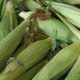 maïs doux la ferme des plaines