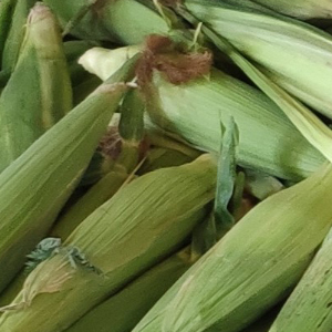 maïs doux agriculture biologique - la ferme des plaines