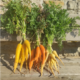 carottes la ferme des plaines