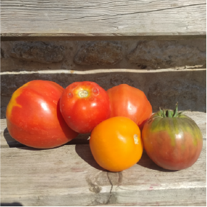 Tomates variétés anciennes agriculture biologique - la ferme des plaines