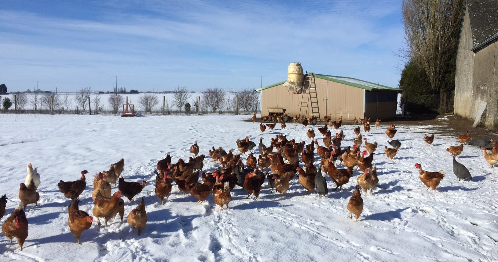 Les poules det les oeufs bio de la ferme de Feuillelune