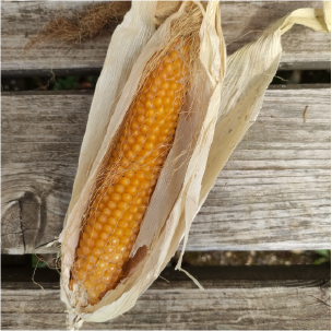 maïs pop corn agriculture biologique la ferme des Plaines
