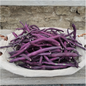 haricot violet agriculture biologique la ferme des Plaines