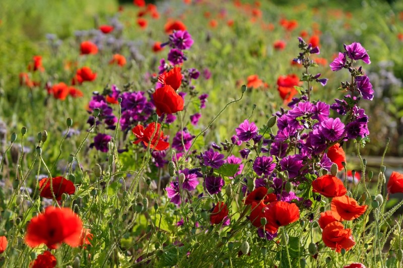 champ de fleurs la ferme des plaines
