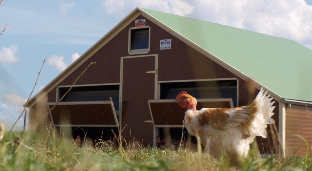 Volailles BIO DE LA FERME DU CHAMP D'EAU Greneville en Beauce