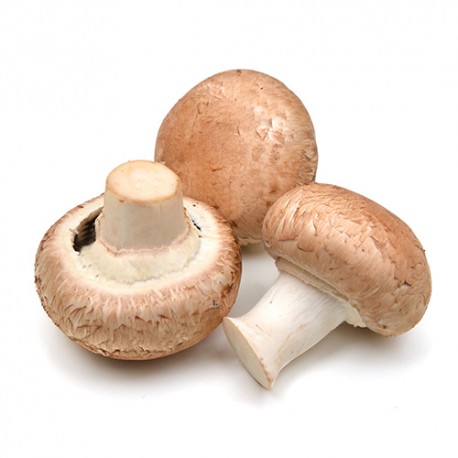 champignon de paris